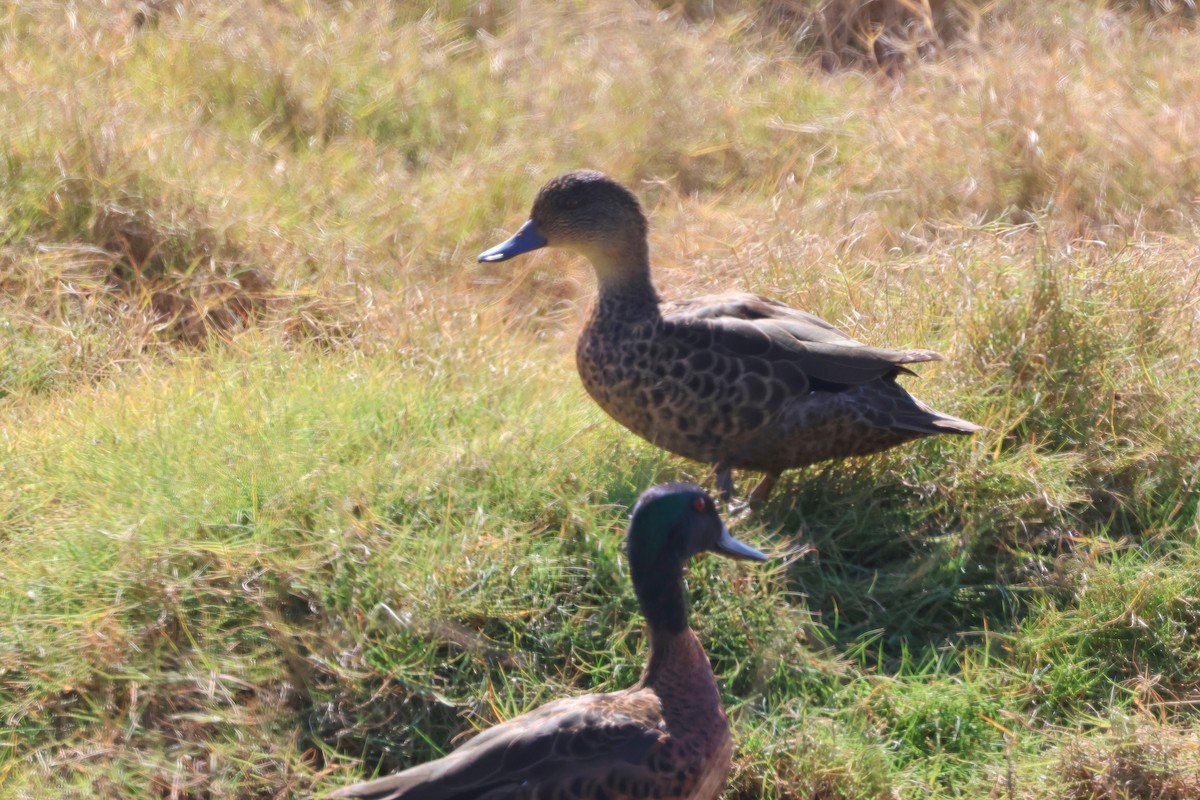 Chestnut Teal - ML641982569