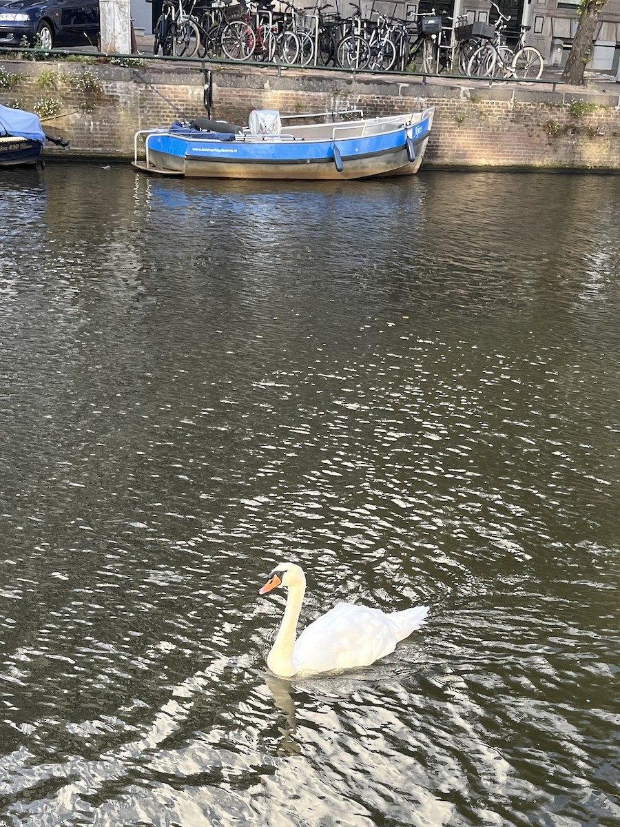 Mute Swan - ML641982577