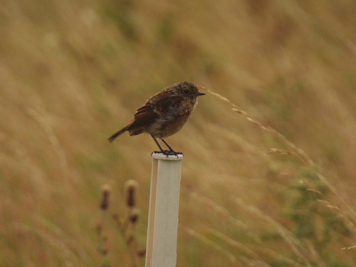 European Stonechat - ML641982583
