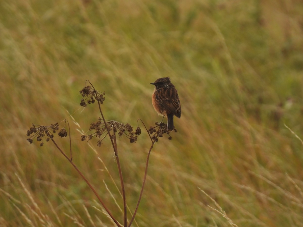 European Stonechat - ML641982584