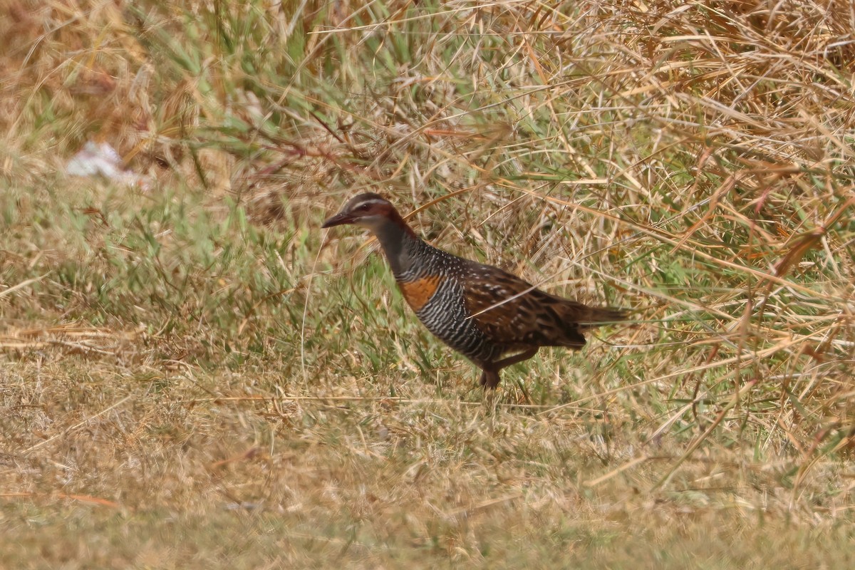 Buff-banded Rail - ML641982593
