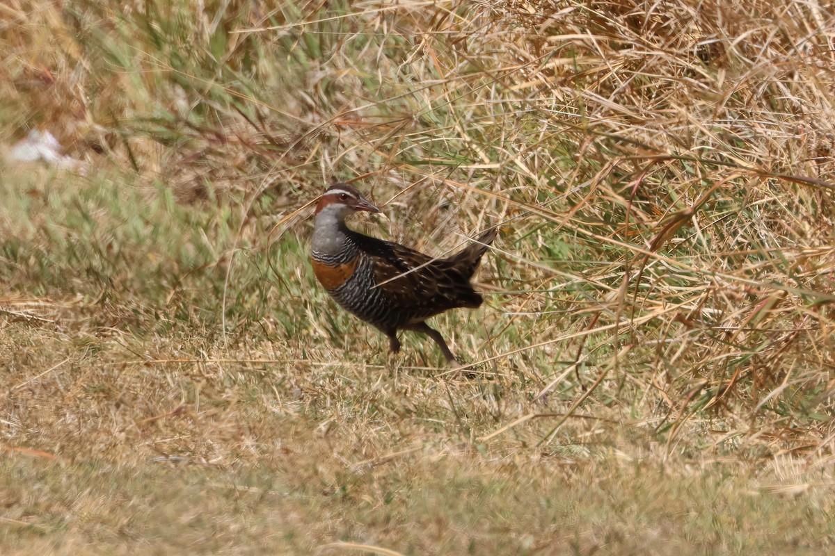 Buff-banded Rail - ML641982594