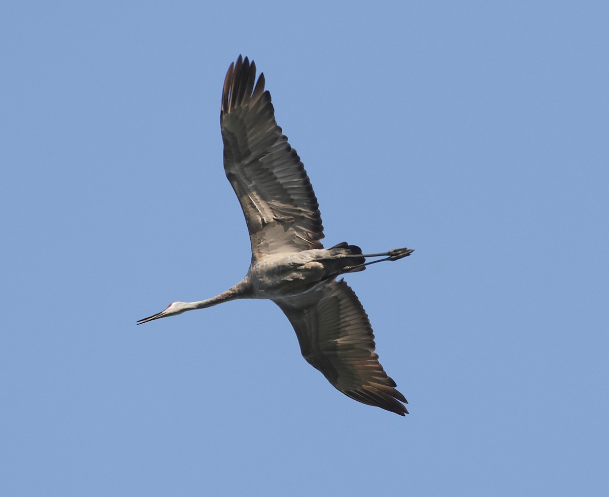 Sandhill Crane - ML641982597