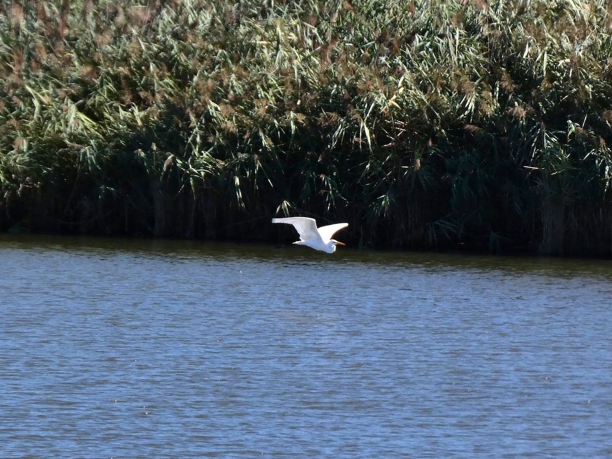 Great Egret - ML641982606