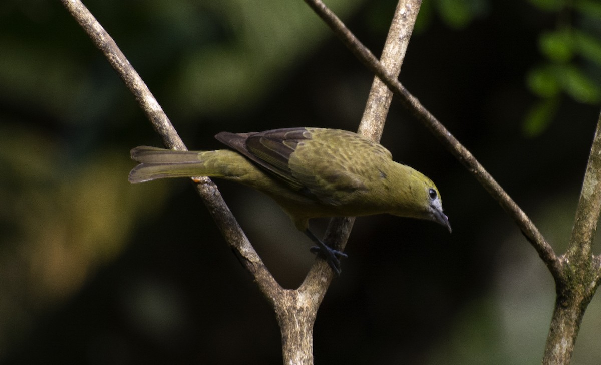 Palm Tanager - ML641982607