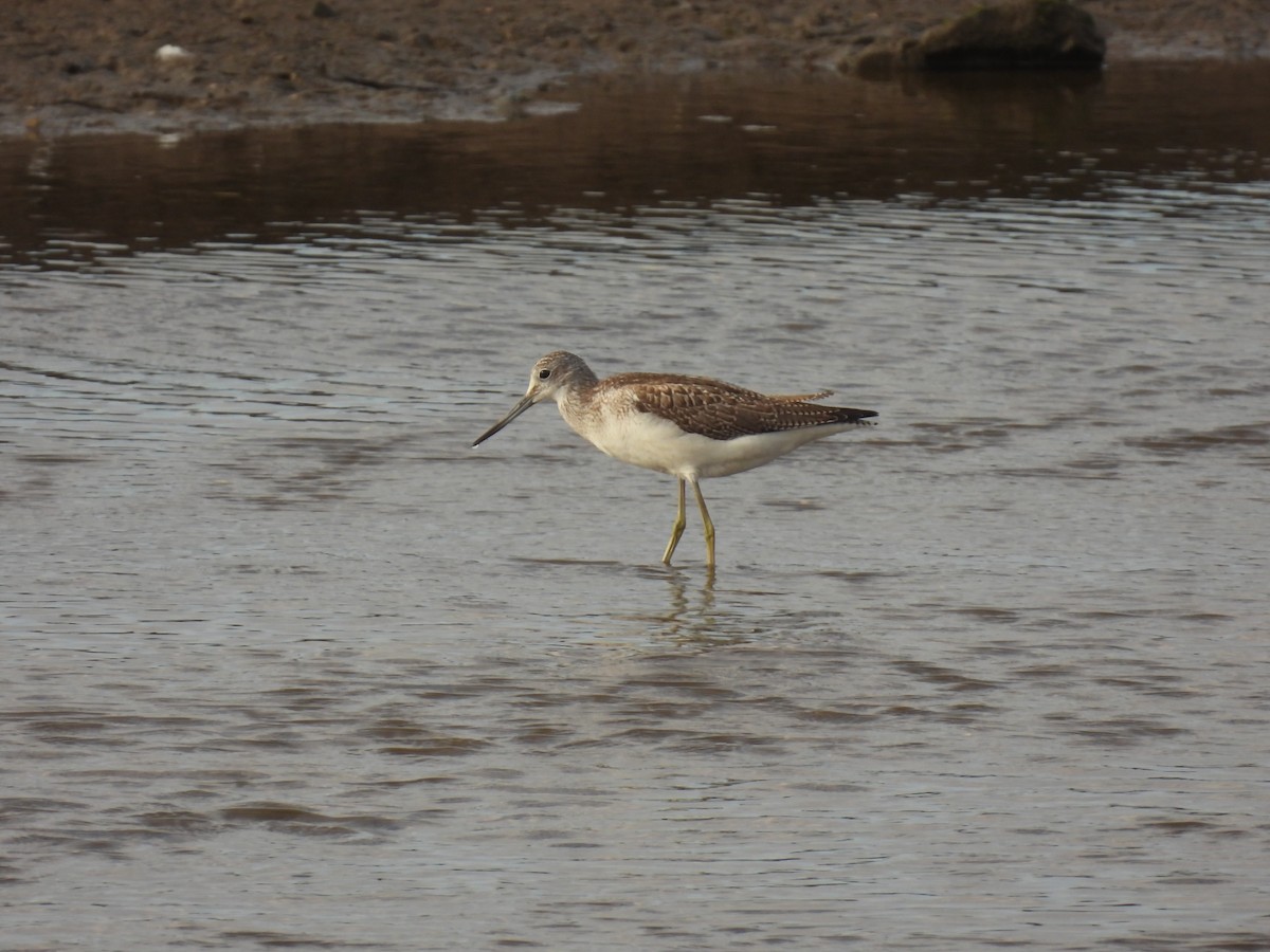Common Greenshank - ML641982609