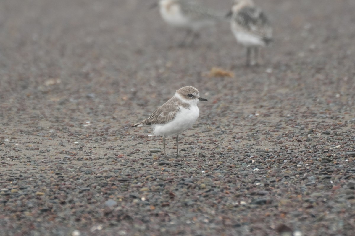 Snowy Plover - ML641982610