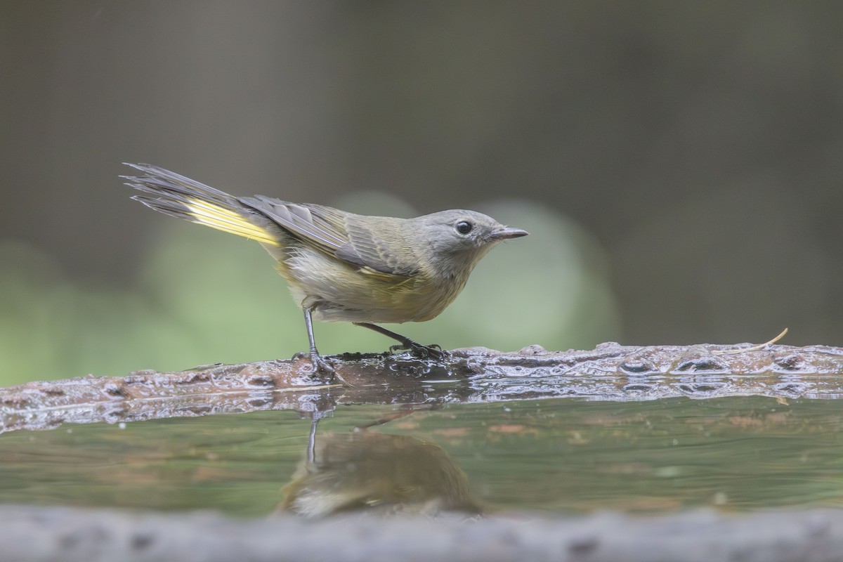 American Redstart - ML641982611