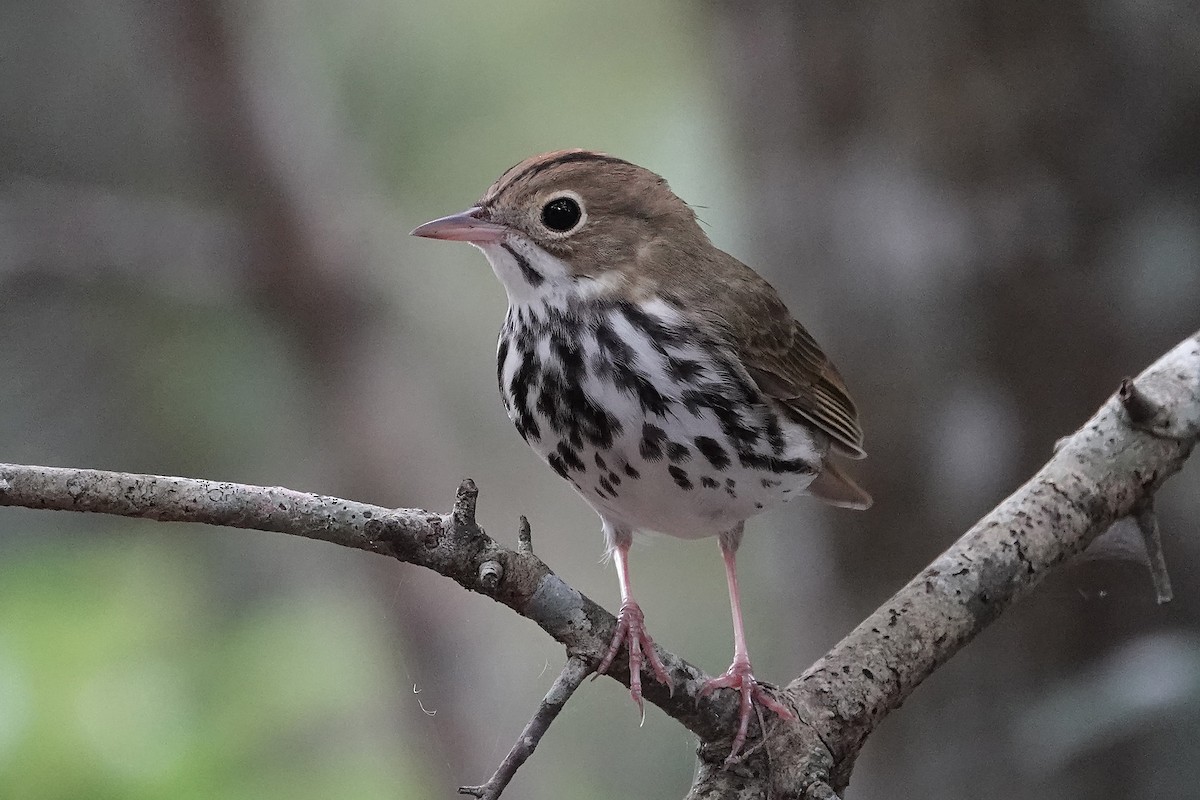 Ovenbird - ML641982612