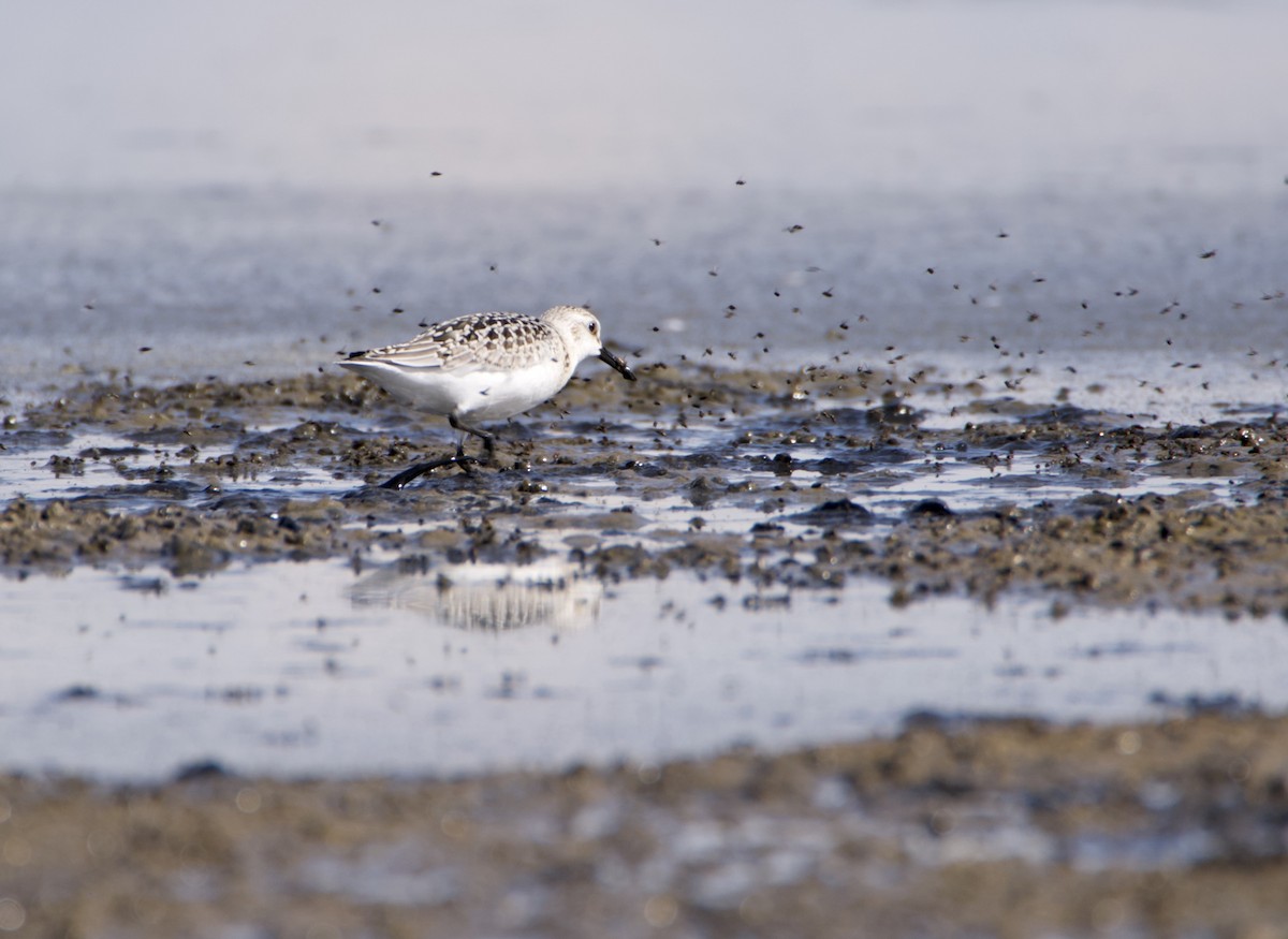 Sanderling - ML641982614