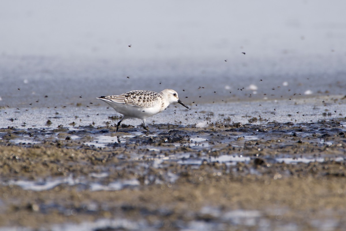 Sanderling - ML641982615