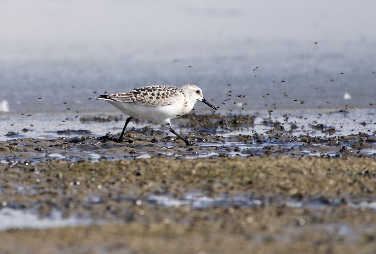 Sanderling - ML641982616