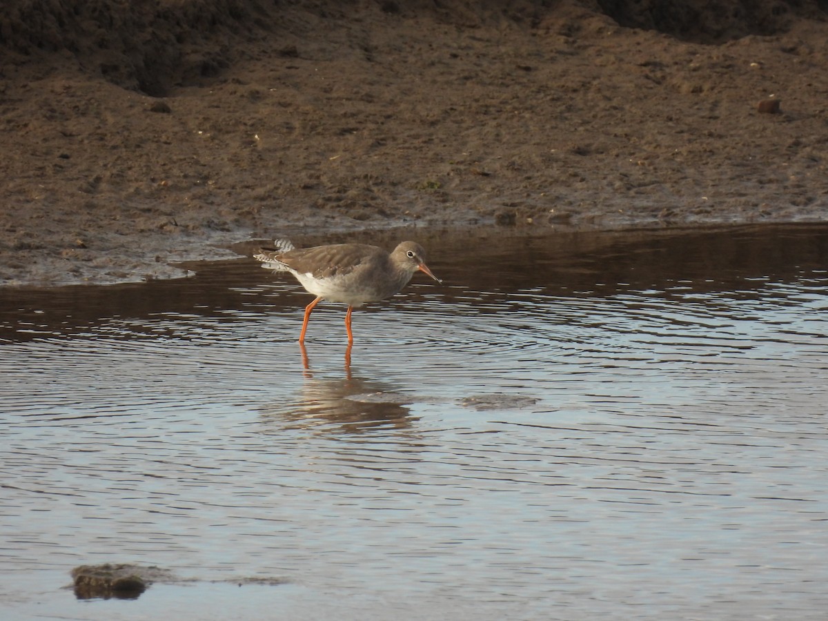 Common Redshank - ML641982617