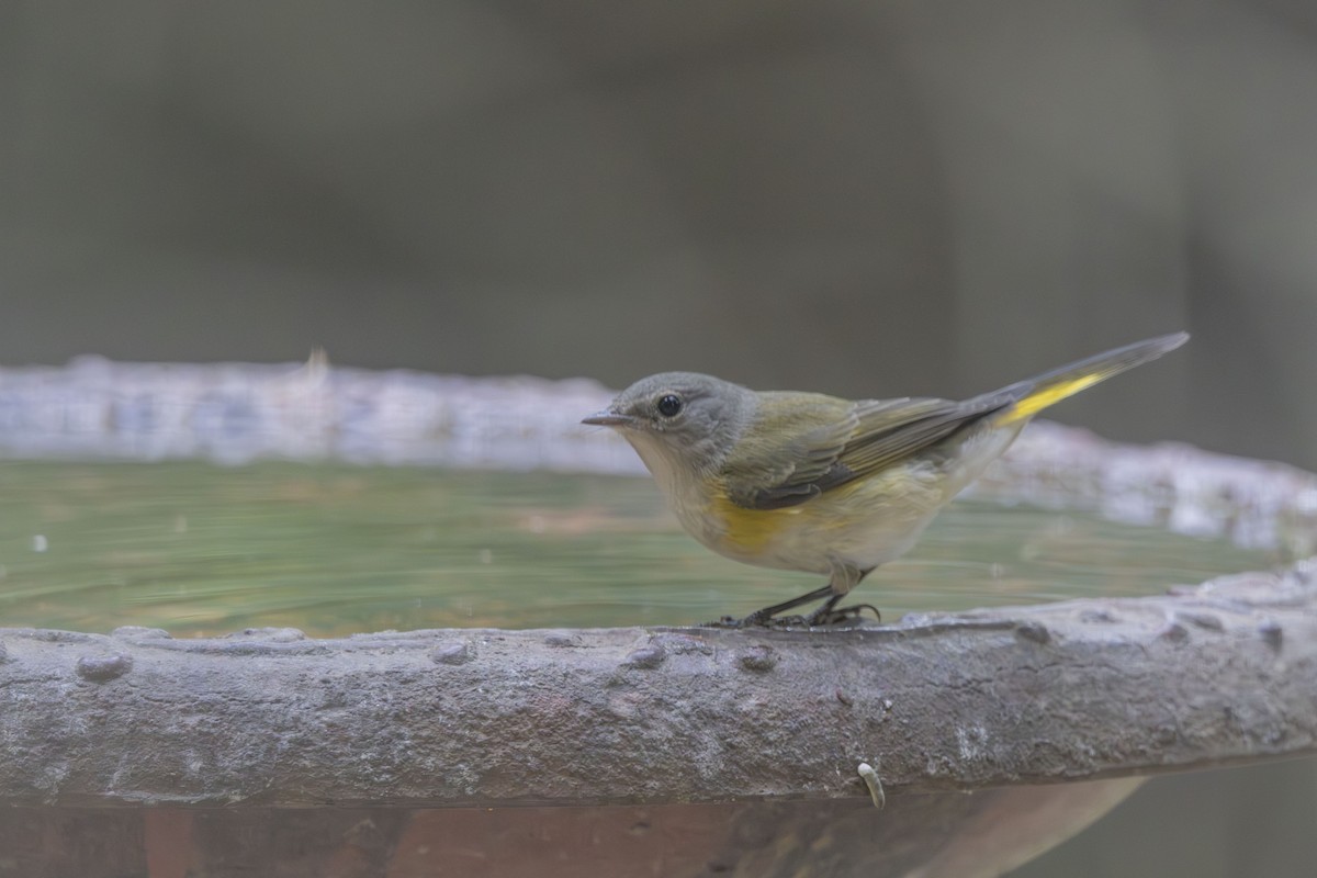American Redstart - ML641982618