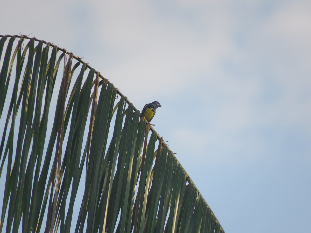 Turquoise Tanager - ML641982619
