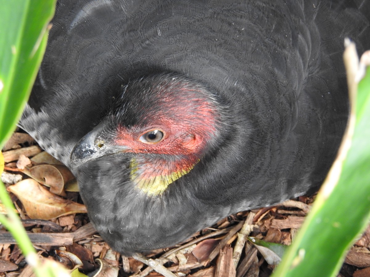 Australian Brushturkey - ML641982620