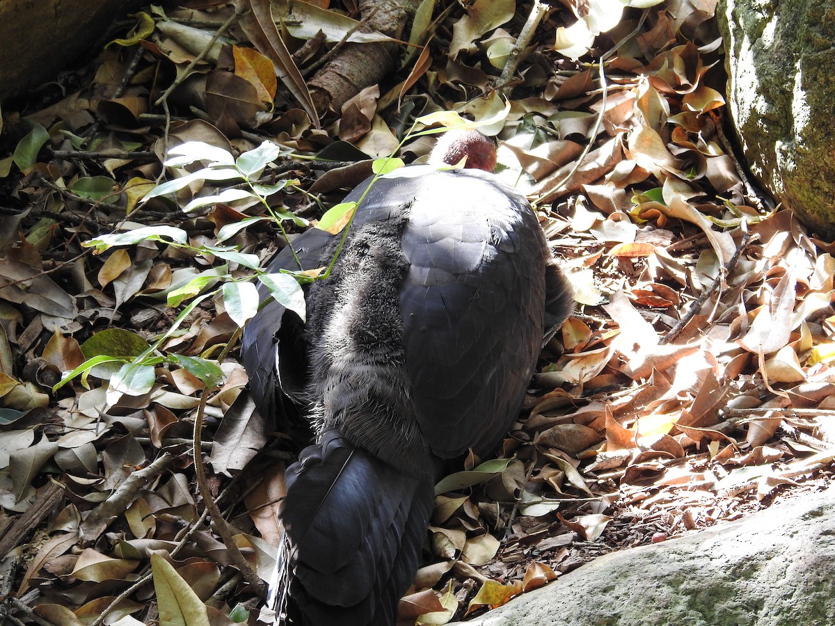 Australian Brushturkey - ML641982621