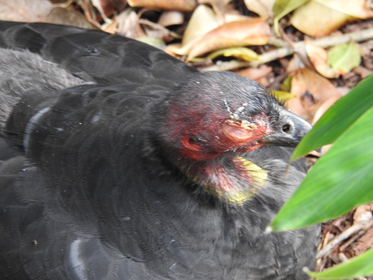 Australian Brushturkey - ML641982622