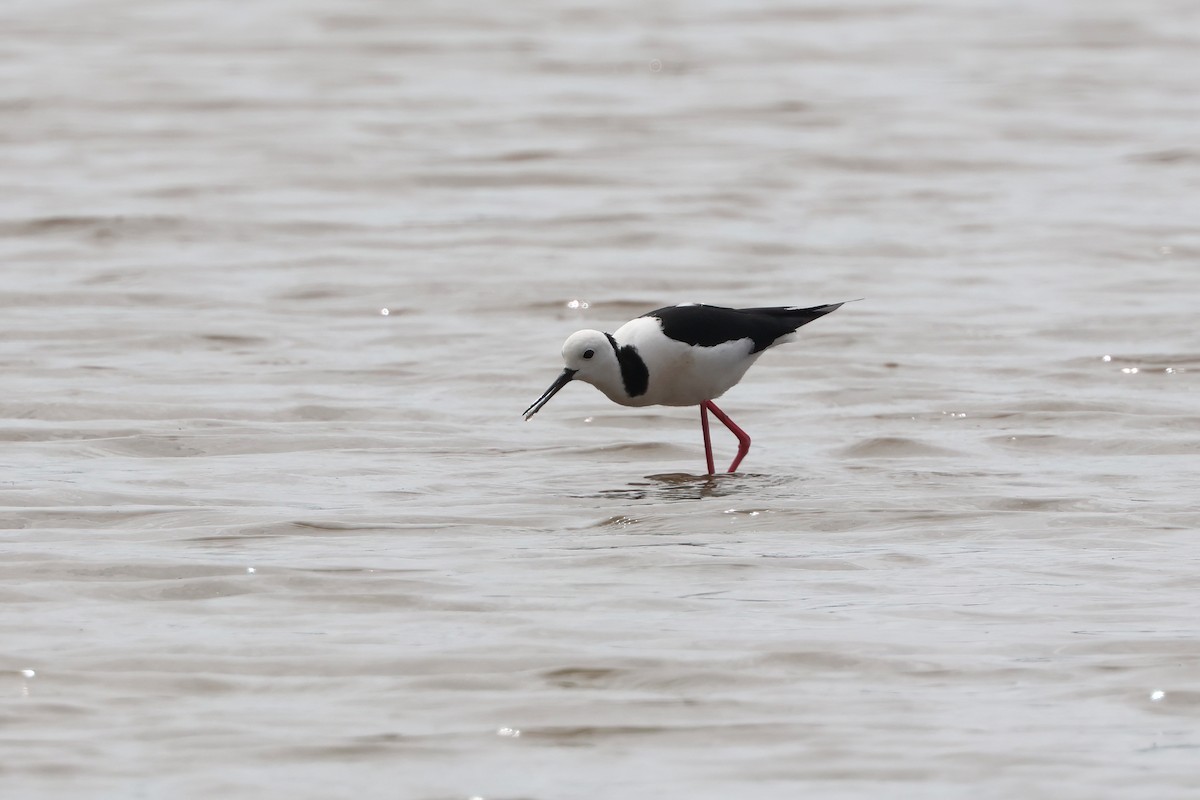 Pied Stilt - ML641982623