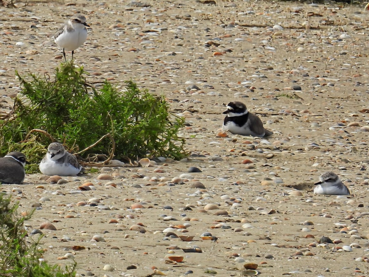 Kentish Plover - ML641982624