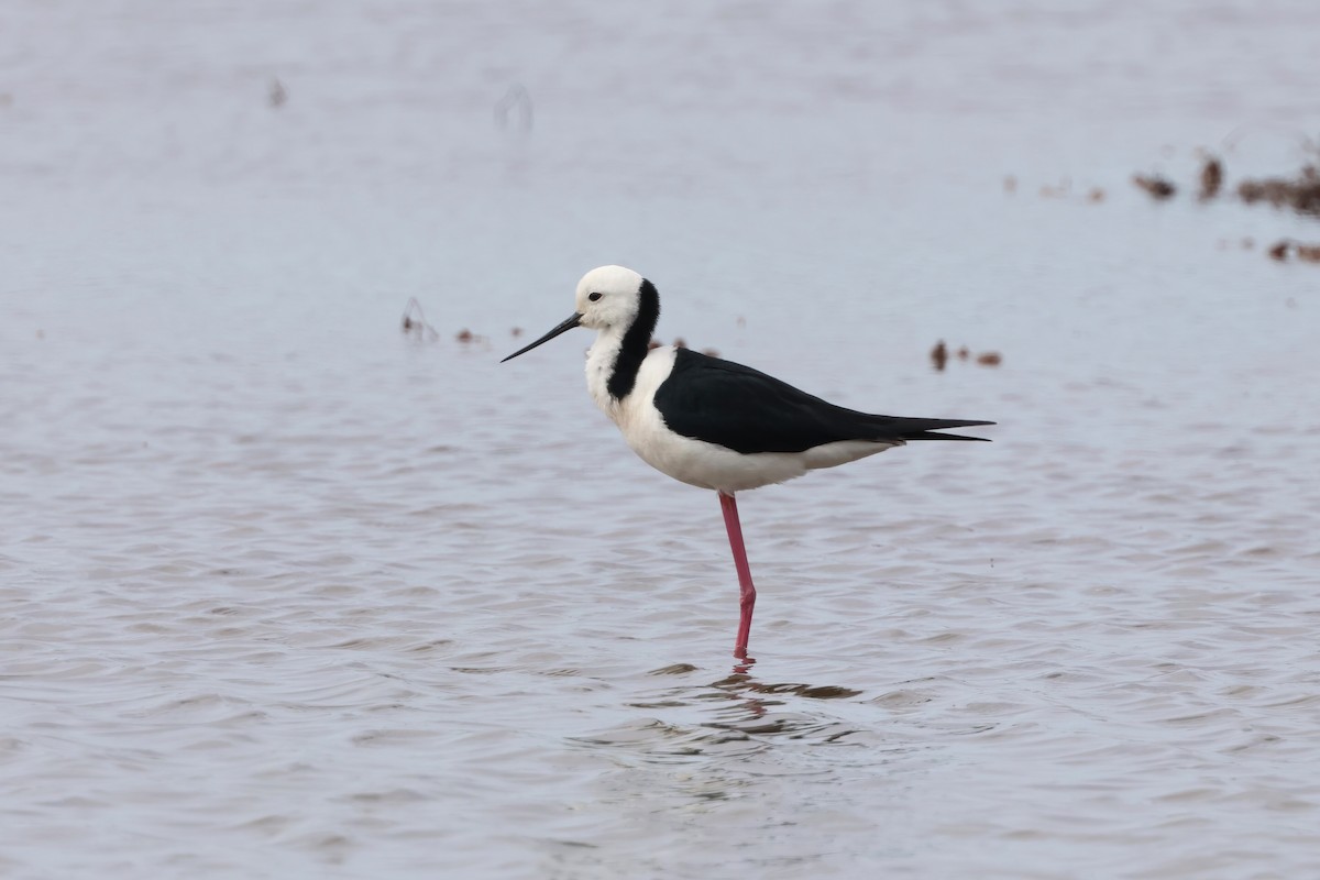 Pied Stilt - ML641982625