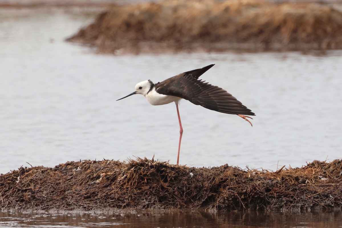 Pied Stilt - ML641982626