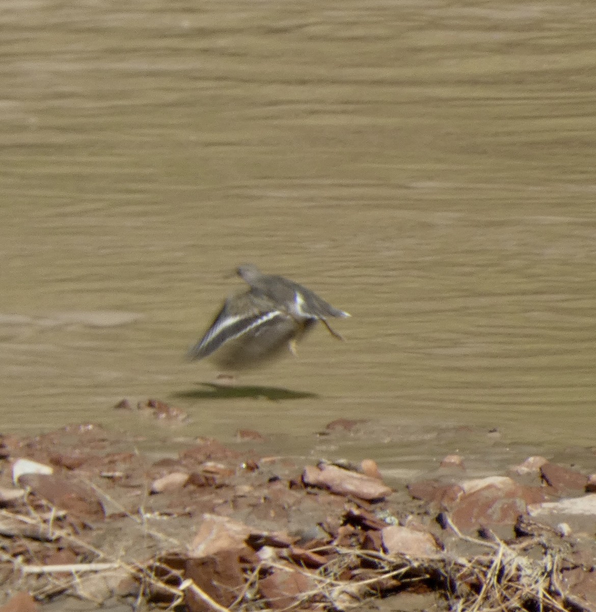 Spotted Sandpiper - ML641982628