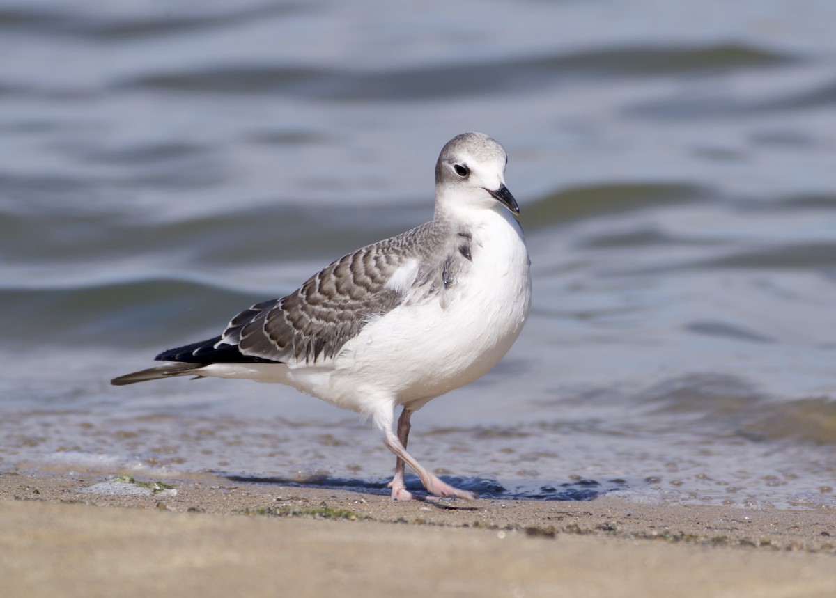 Sabine's Gull - ML641982629