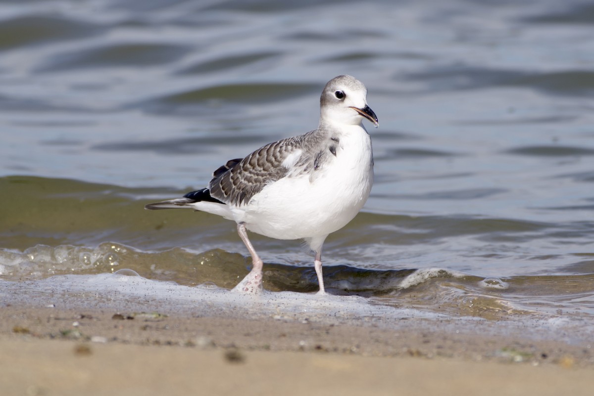 Sabine's Gull - ML641982630