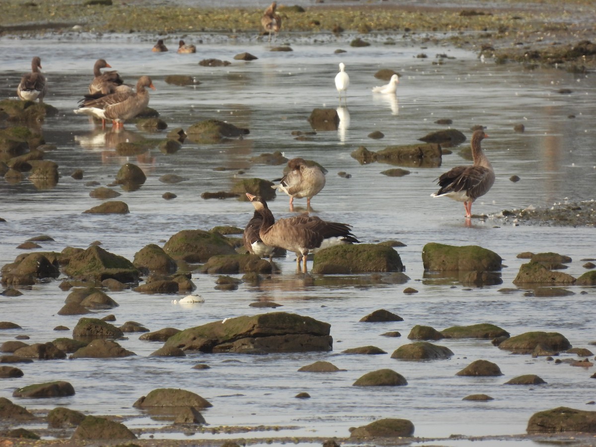 Graylag x Canada Goose (hybrid) - ML641982633