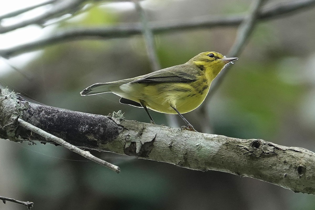 Prairie Warbler - ML641982634