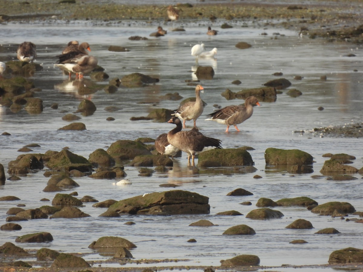 Graylag x Canada Goose (hybrid) - ML641982635