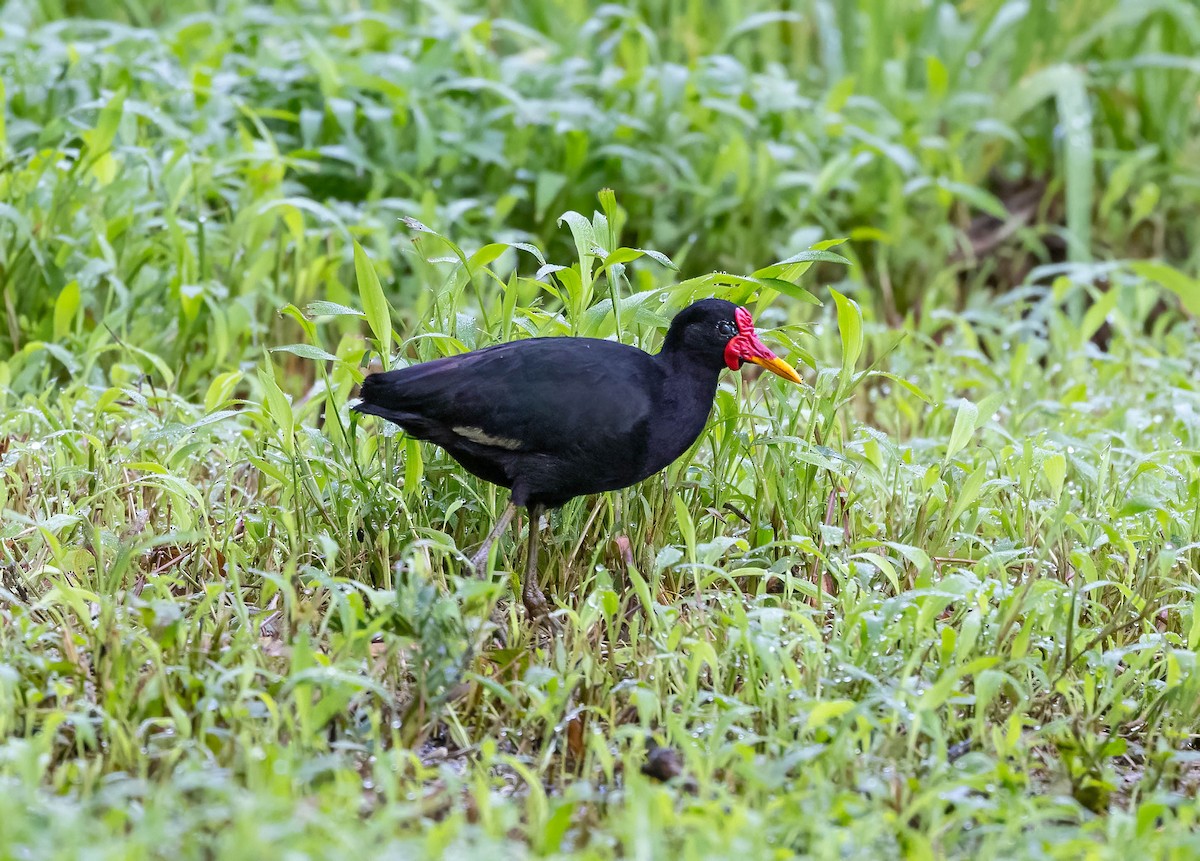 Wattled Jacana (Black-backed) - ML641982639