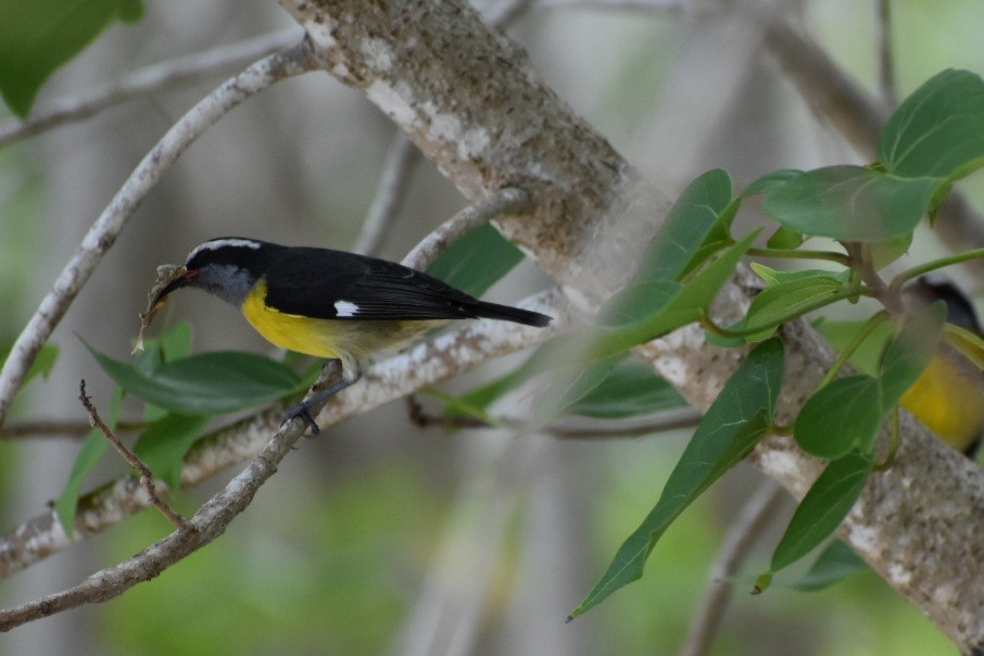 Bananaquit - ML641982643