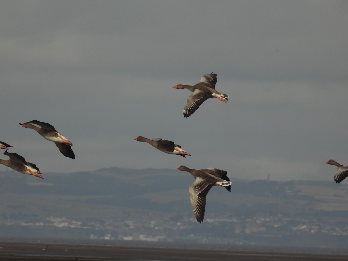 Graylag Goose - ML641982644