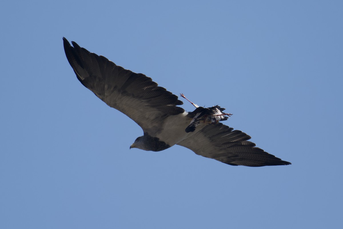 Black-chested Buzzard-Eagle - ML641982647