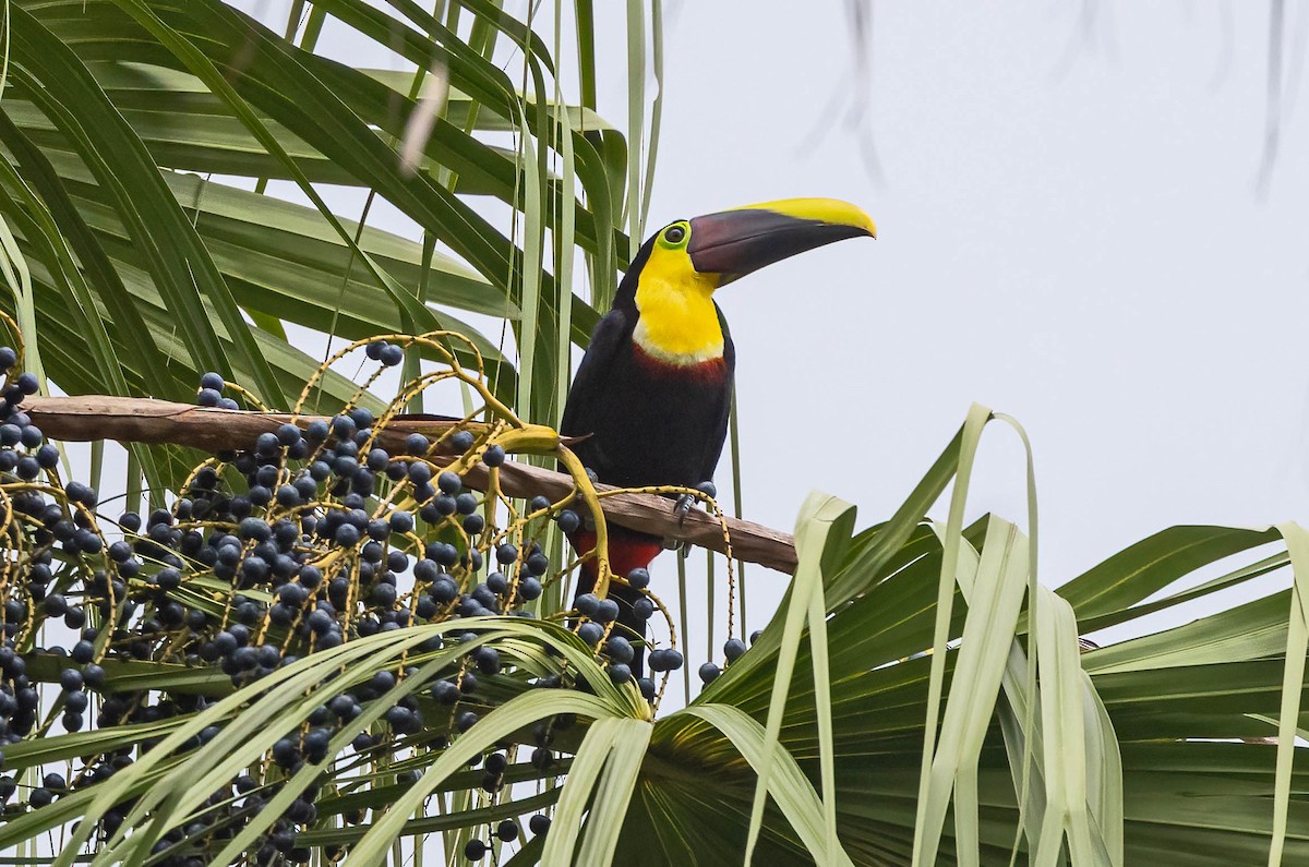 Yellow-throated Toucan (Chestnut-mandibled) - ML641982653
