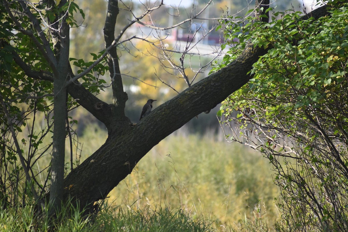 datel zlatý - ML641982659