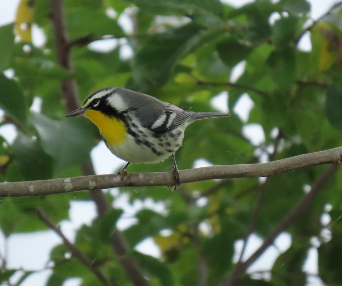 Yellow-throated Warbler - ML641982664