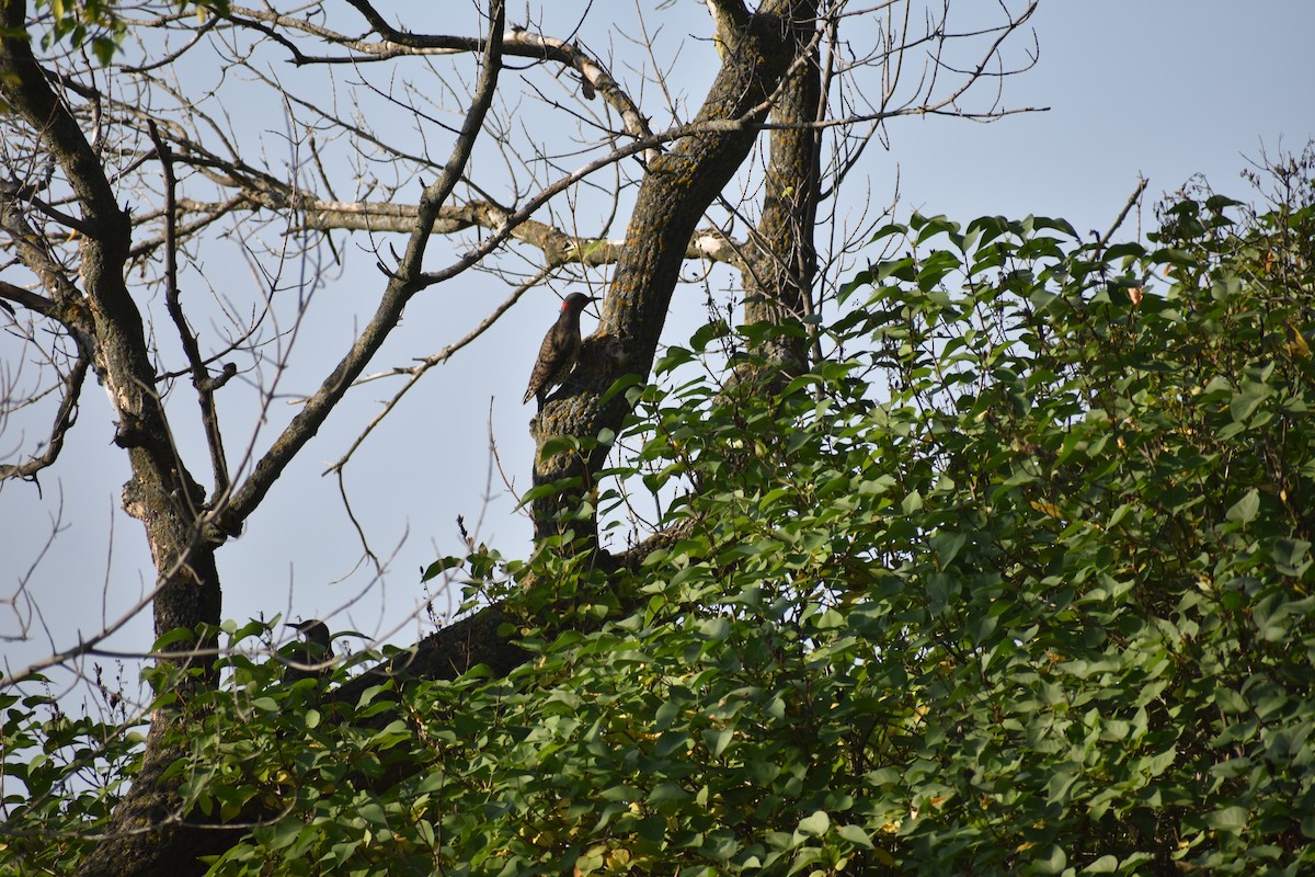 datel zlatý - ML641982666