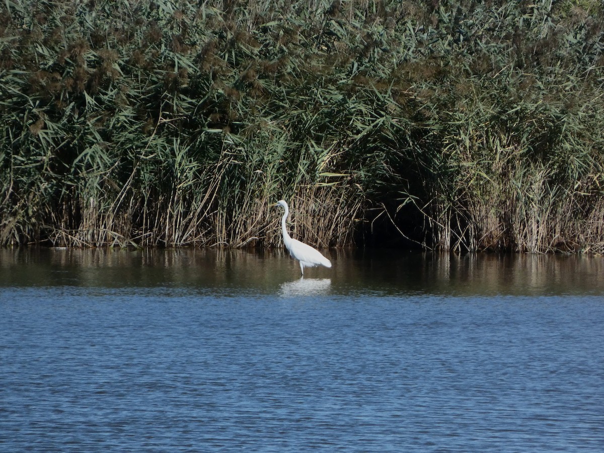 Great Egret - ML641982671