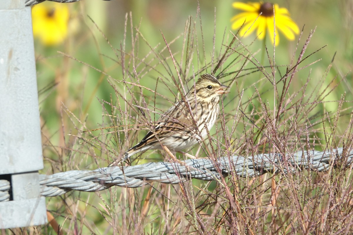 Savannah Sparrow - ML641982672
