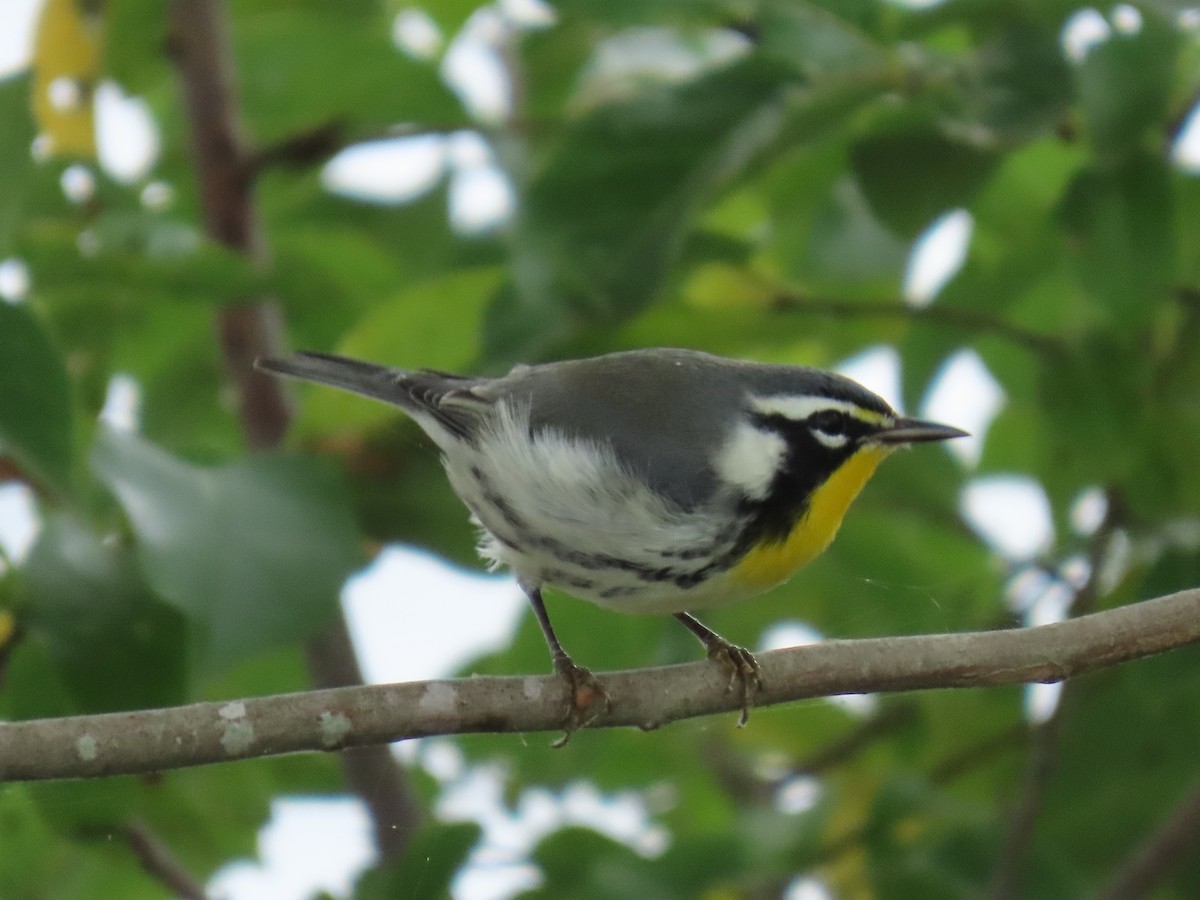 Yellow-throated Warbler - ML641982673