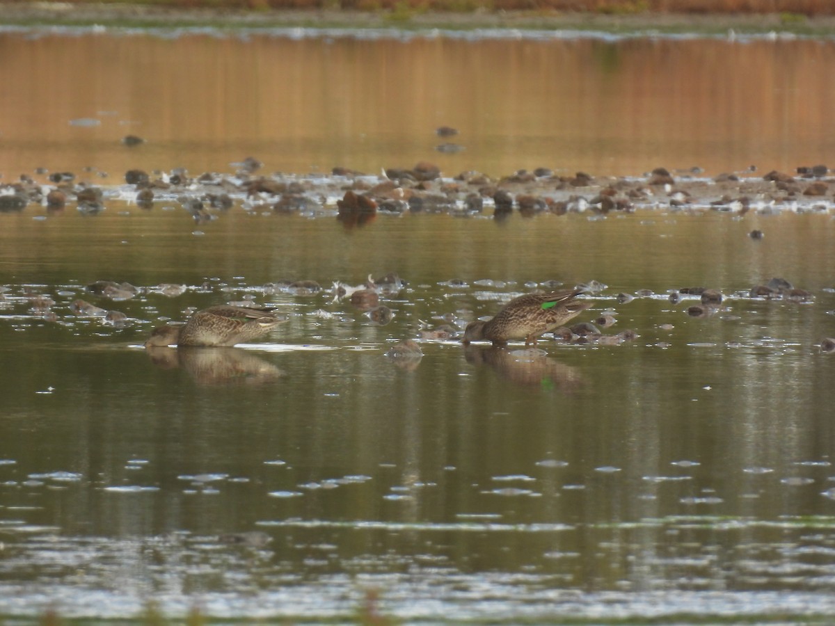 Green-winged Teal - ML641982674