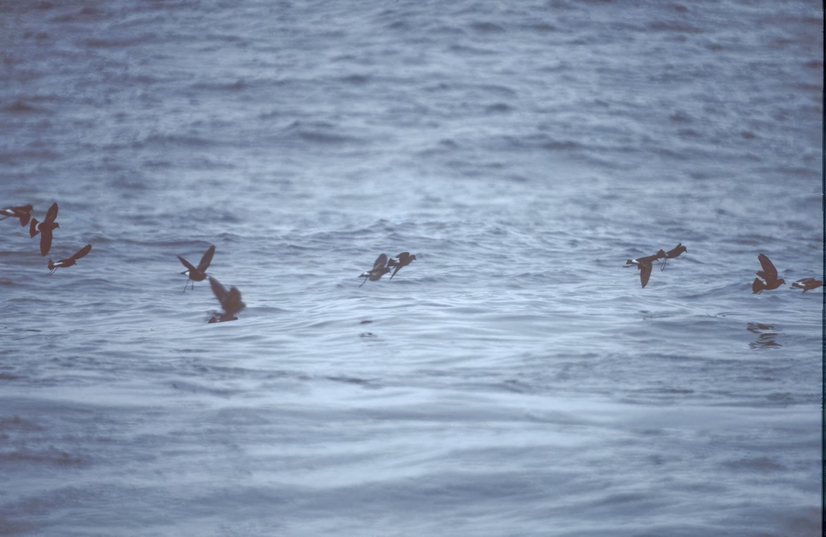 Wilson's Storm-Petrel - ML641982675