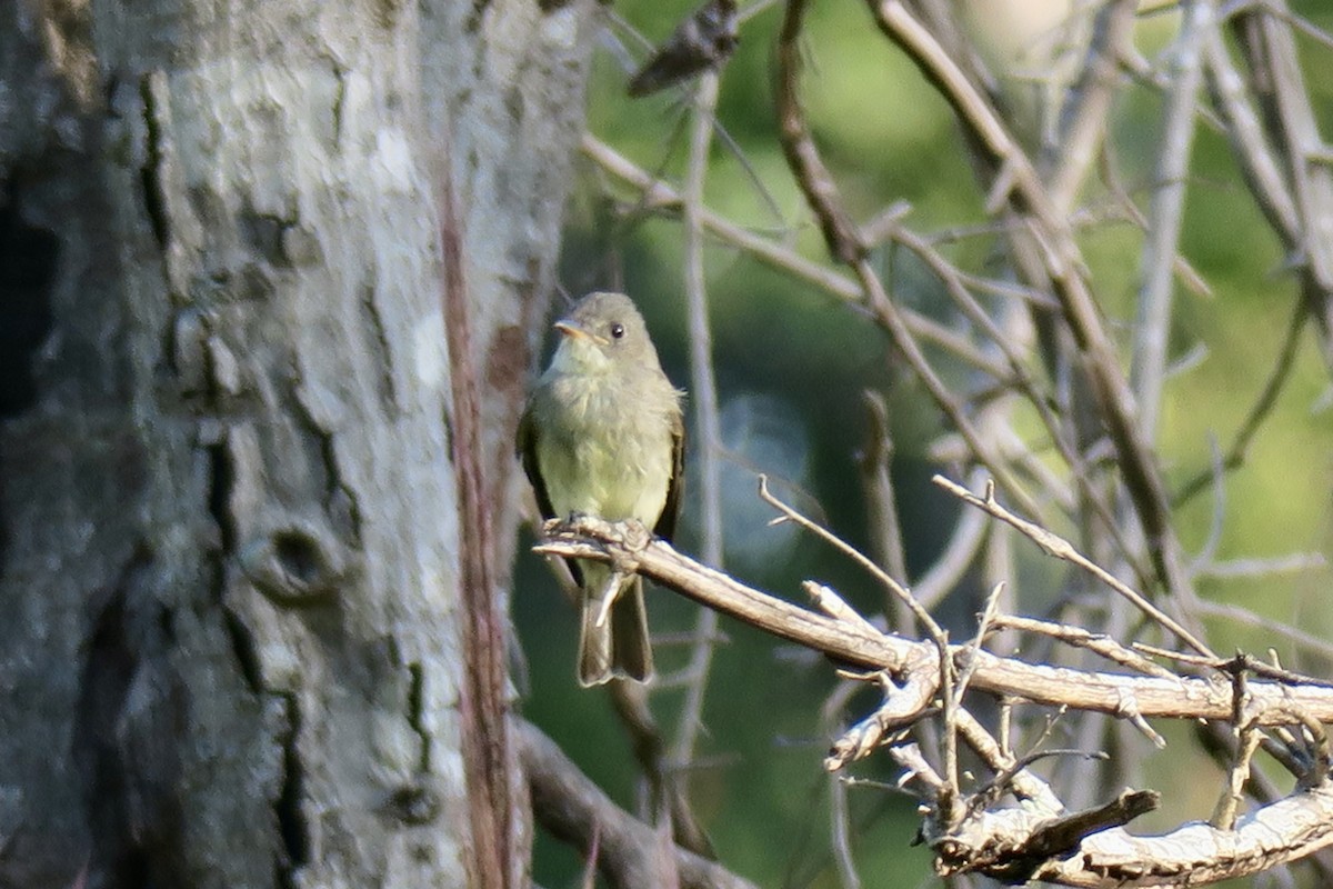 Least Flycatcher - ML641982679