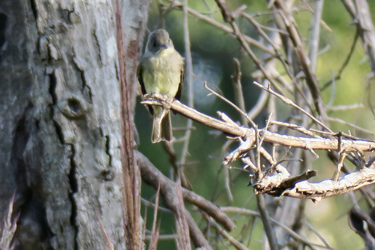 Least Flycatcher - ML641982680