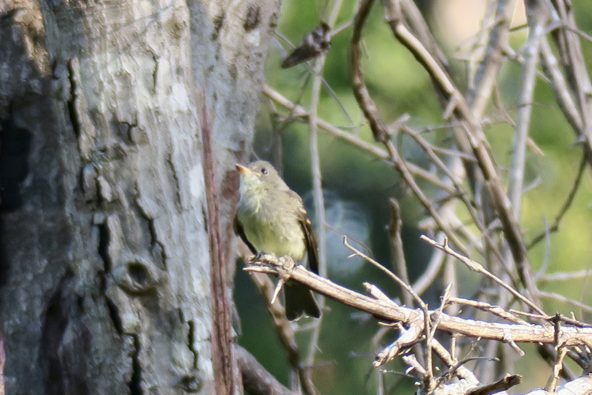 Least Flycatcher - ML641982681