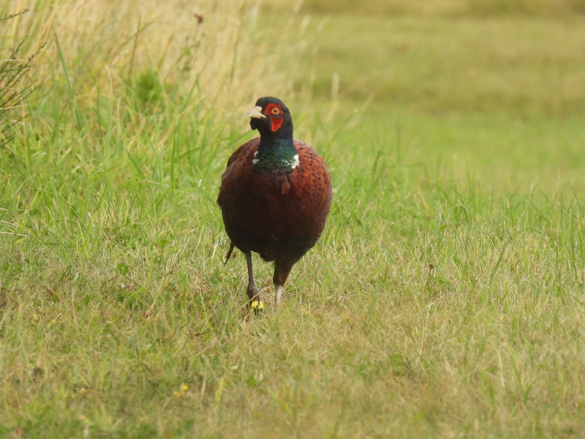 Ring-necked Pheasant - ML641982682
