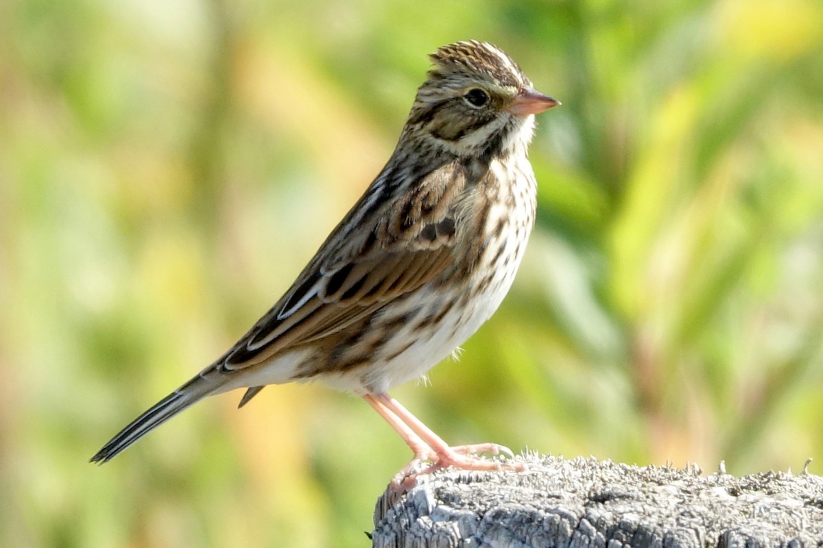 Savannah Sparrow - ML641982684